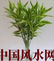 徐州十二生肖养什么植物最旺财运？你知道吗！